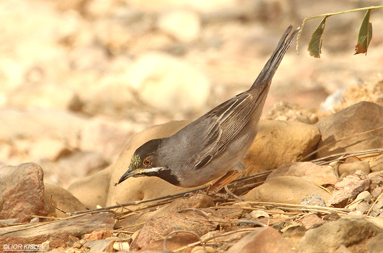    Ruppell's Warbler Sylvia rueppelli  . Holand Park Eilat, 01-04-12 Lior Kislev           